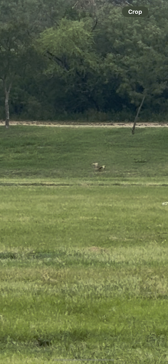 Long-billed Curlew - ML638500439