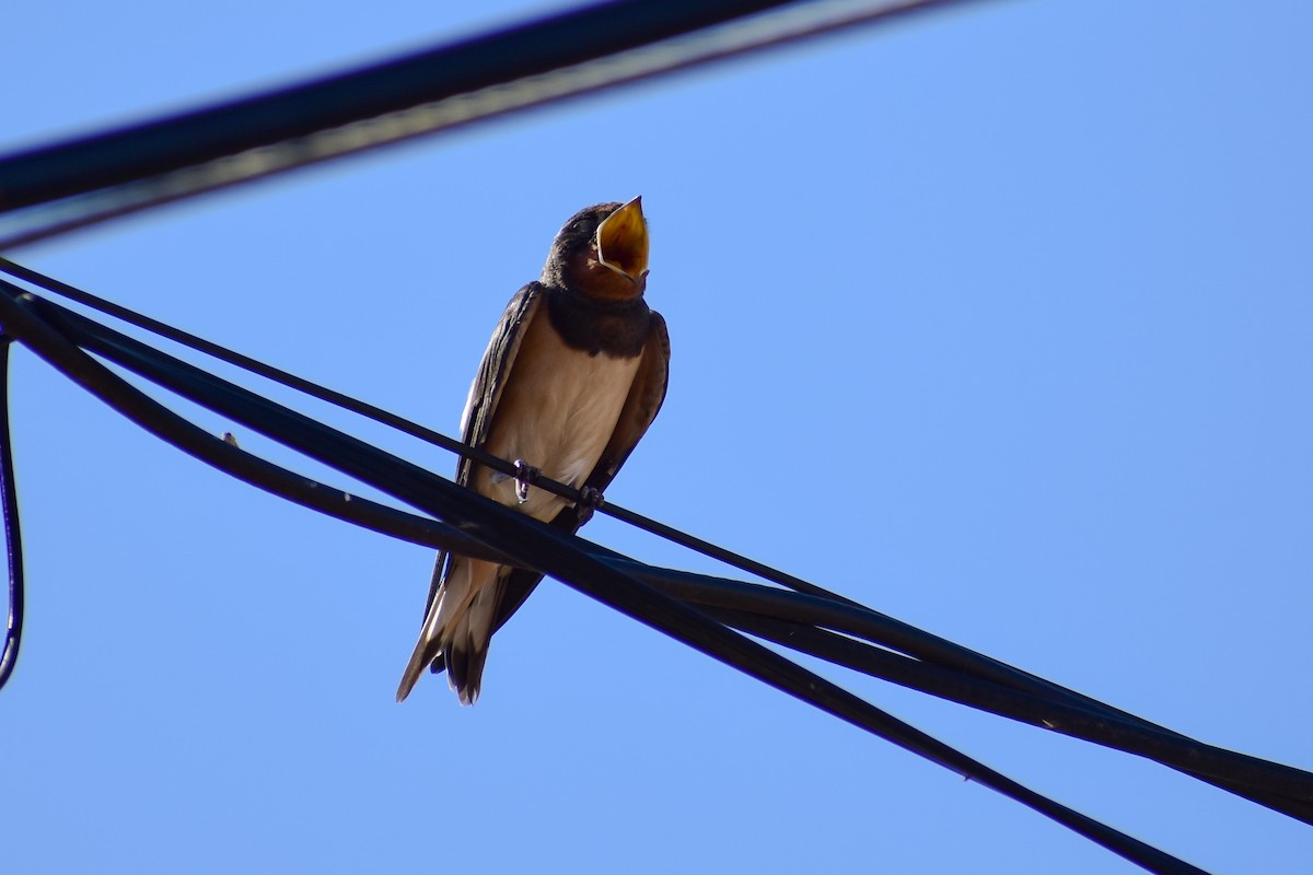 Barn Swallow - ML638500446