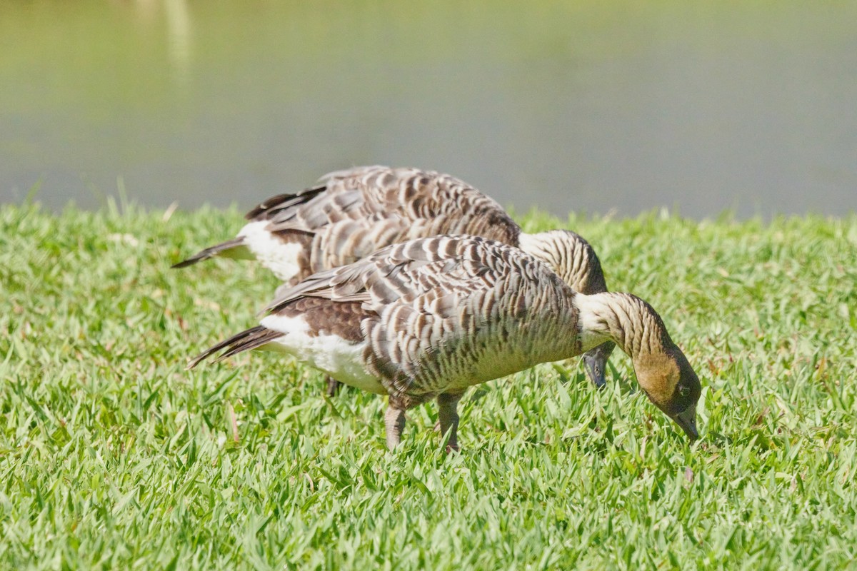 Hawaiian Goose - ML638500448