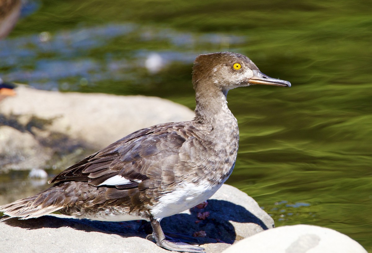 Hooded Merganser - ML638500460