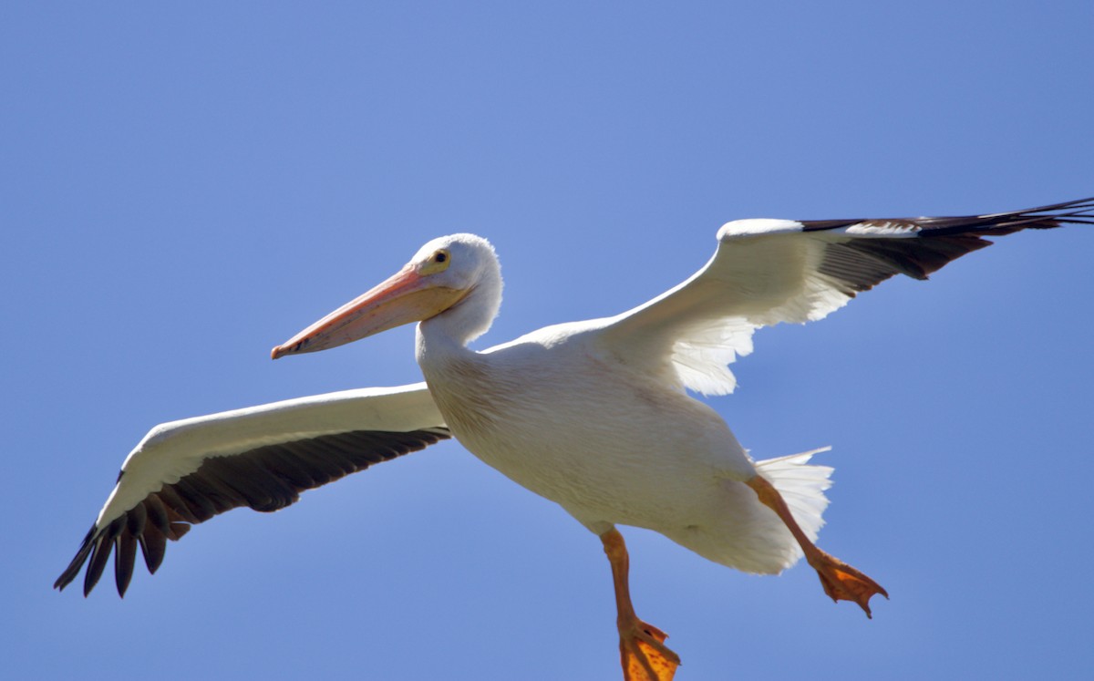 American White Pelican - ML638500463