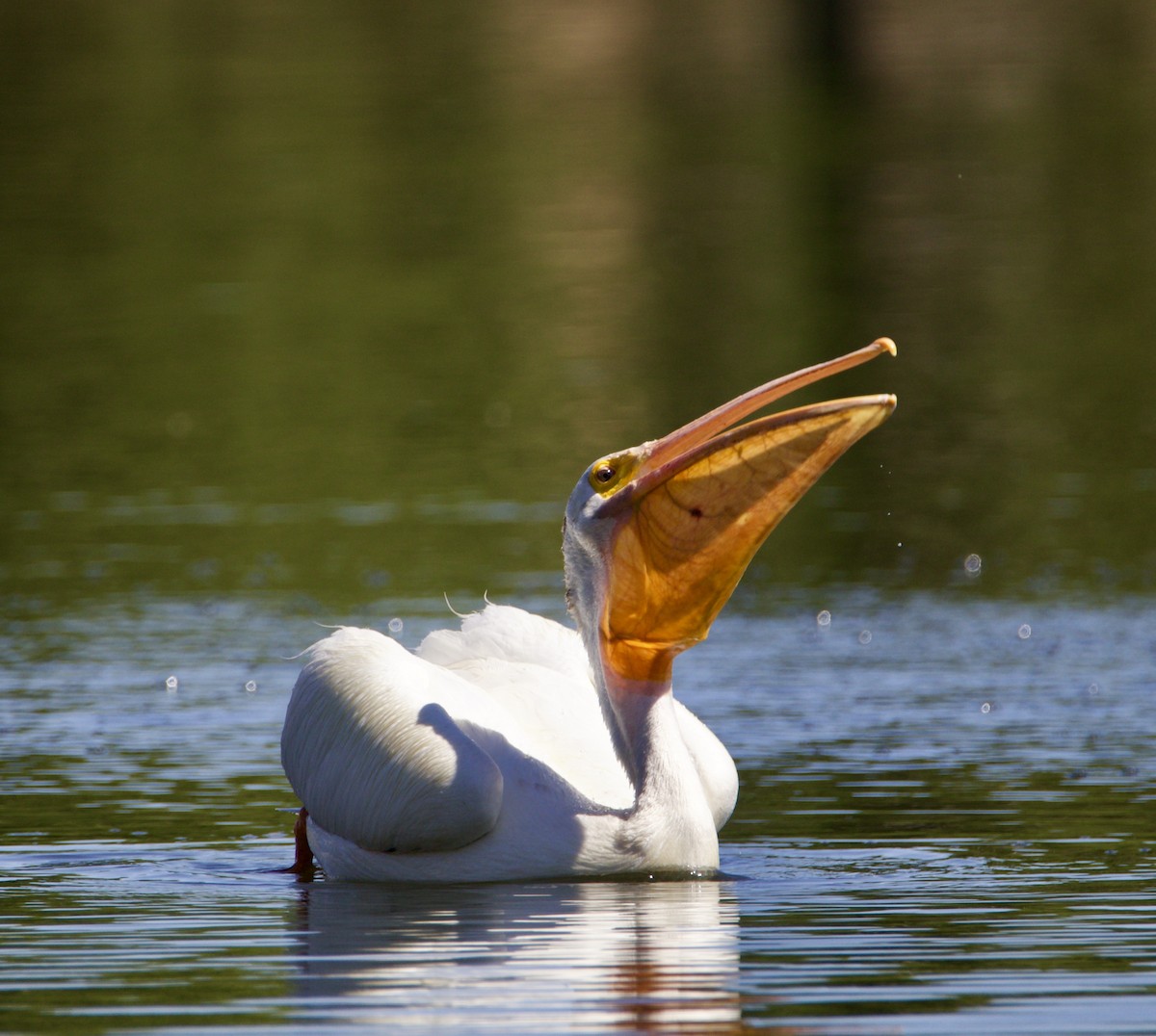 American White Pelican - ML638500465