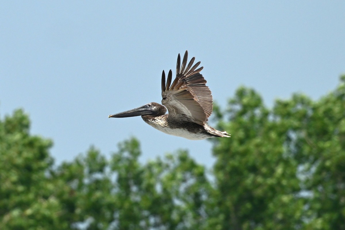 Brown Pelican - Mike Zebehazy
