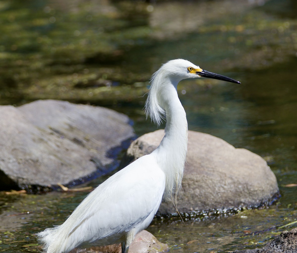 Snowy Egret - ML638500475