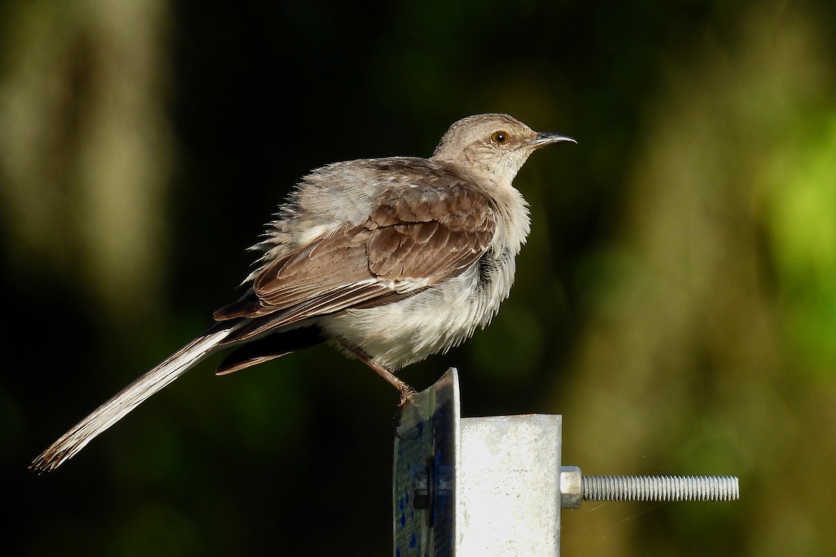 Northern Mockingbird - ML638500482