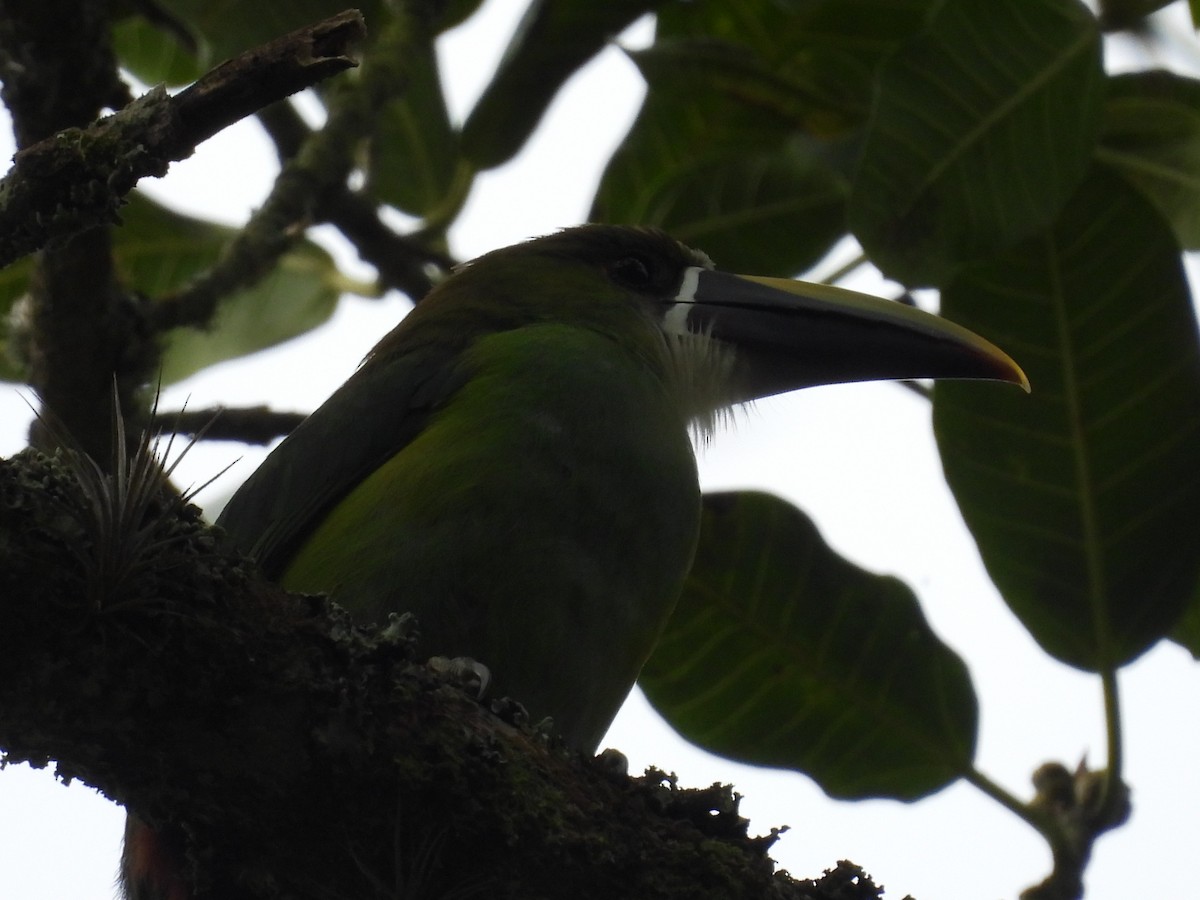Southern Emerald-Toucanet - ML638500485