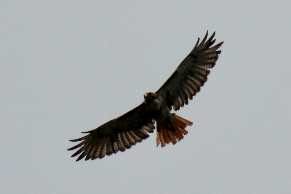 Red-tailed Hawk - ML638500491