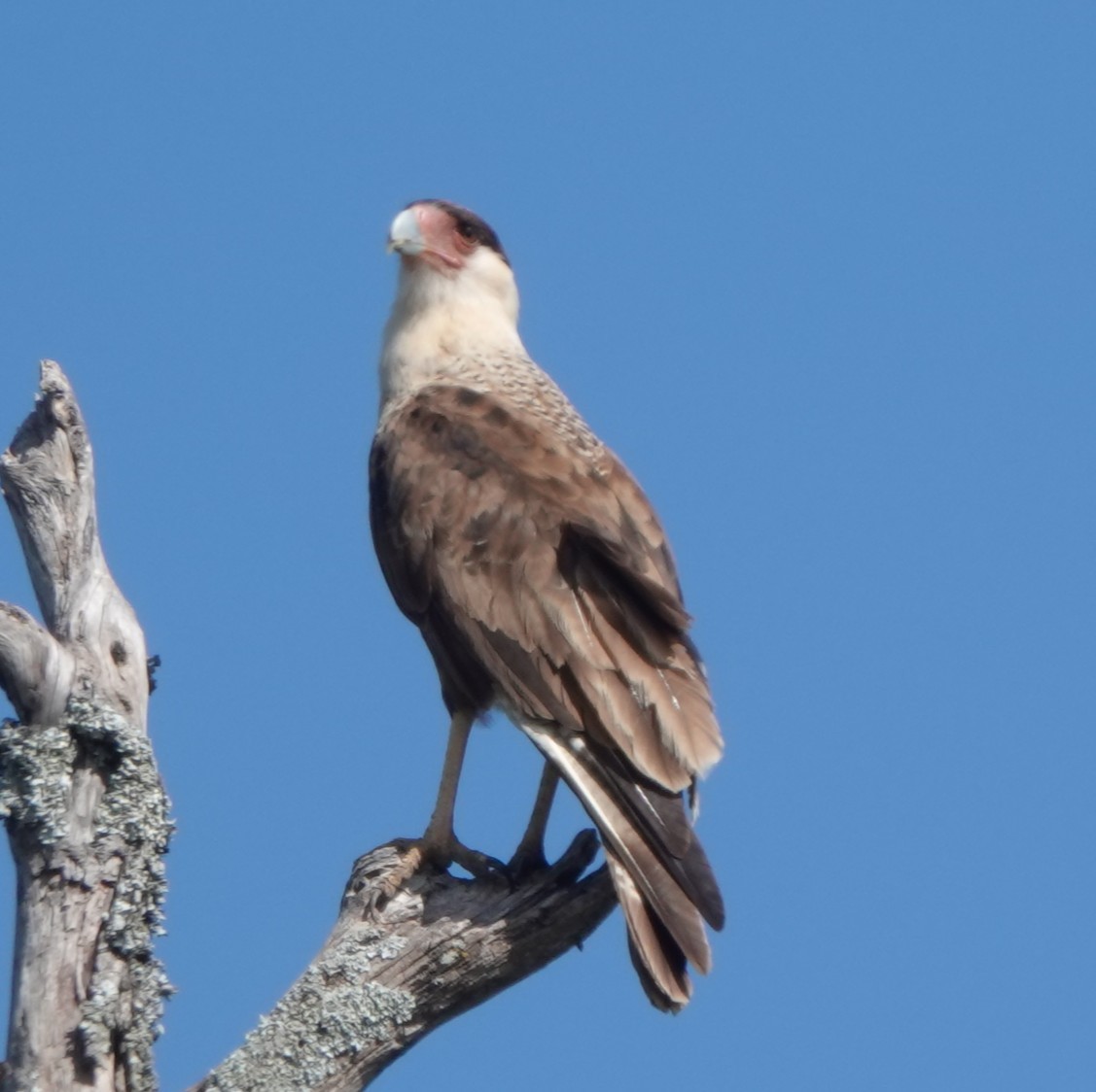 Crested Caracara (Northern) - ML638500500