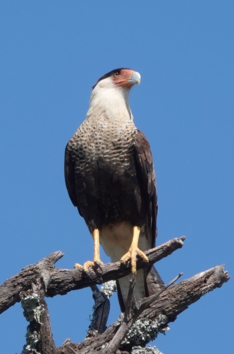 Crested Caracara (Northern) - ML638500501