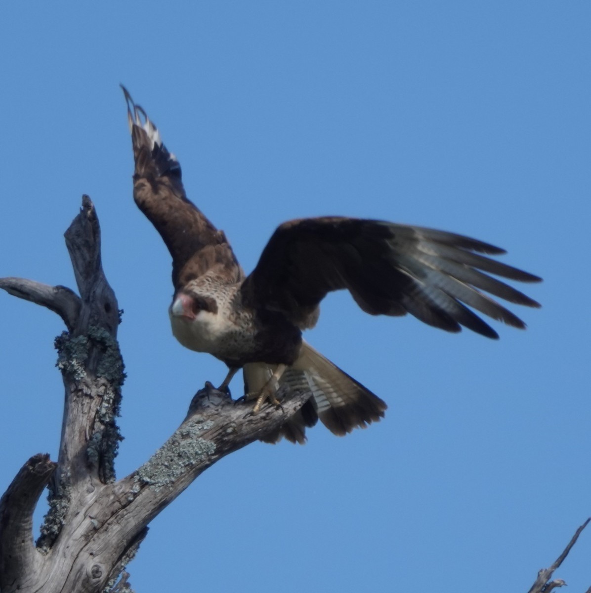Crested Caracara (Northern) - ML638500502