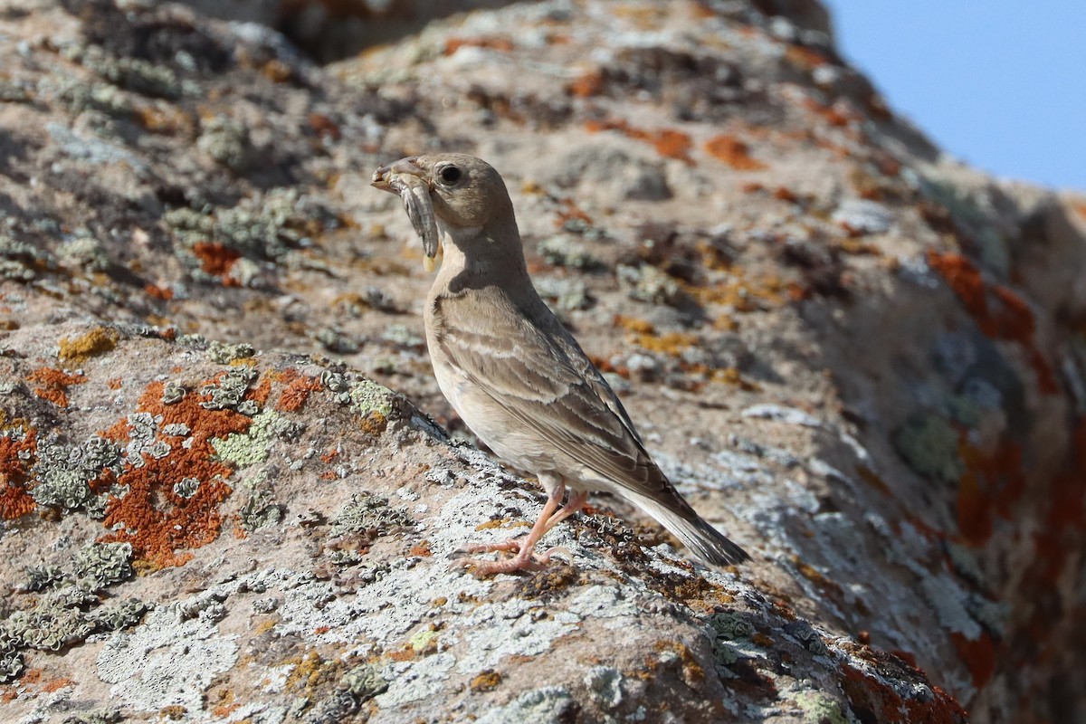 Pale Rockfinch - ML638500505