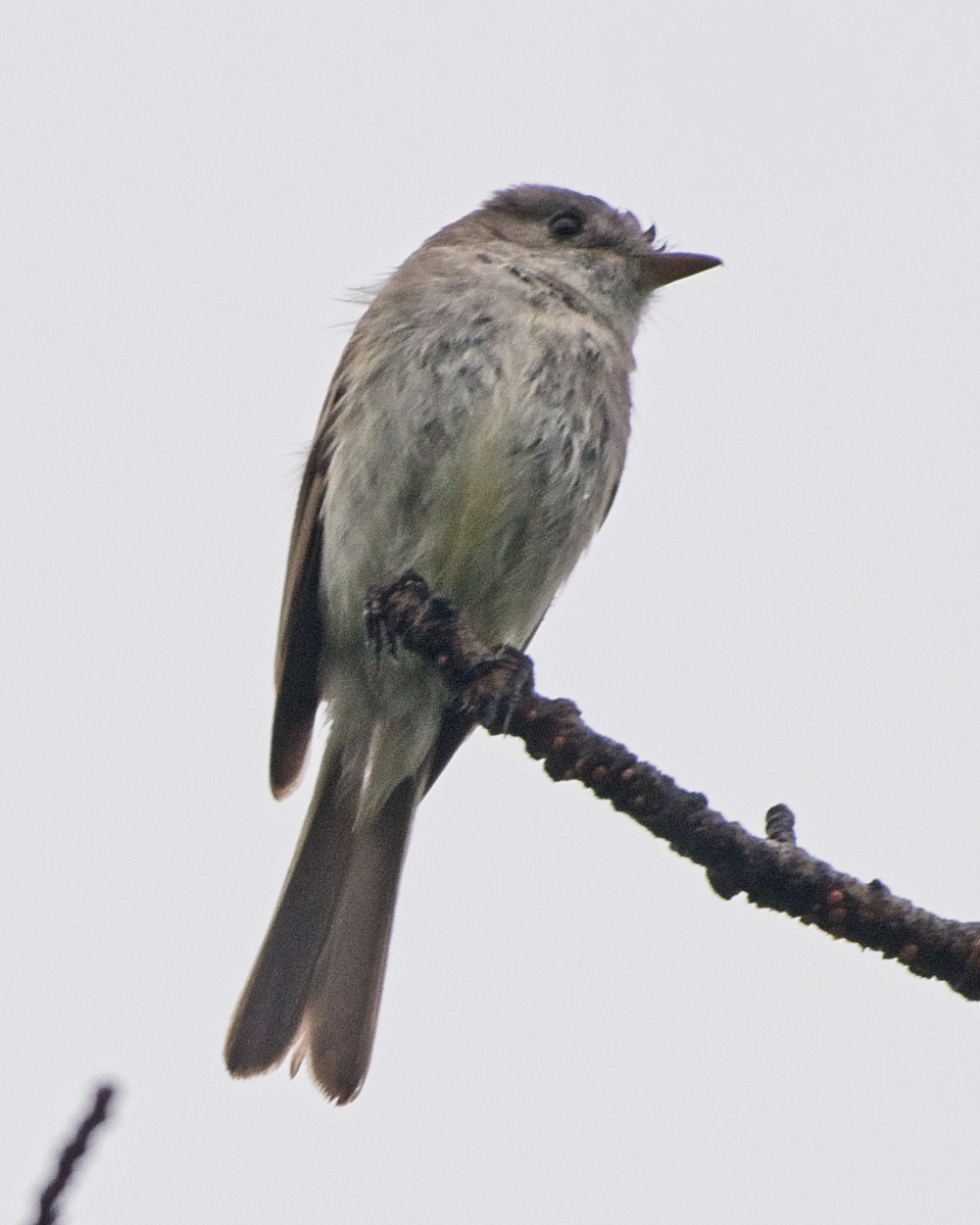 Dusky Flycatcher - ML638500530
