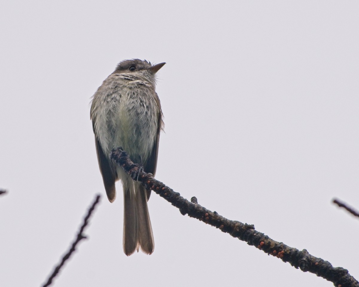 Dusky Flycatcher - ML638500531