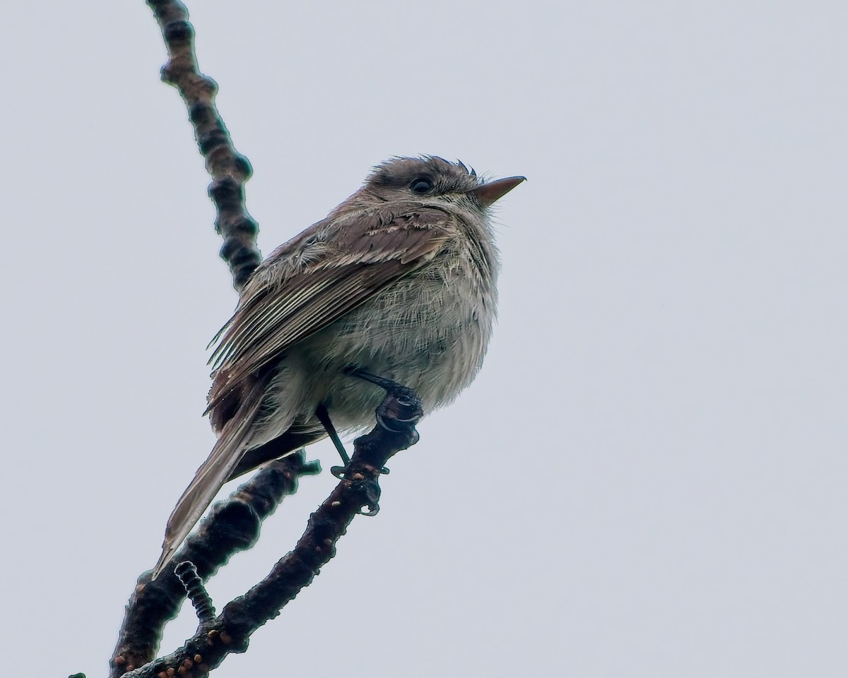Dusky Flycatcher - ML638500532