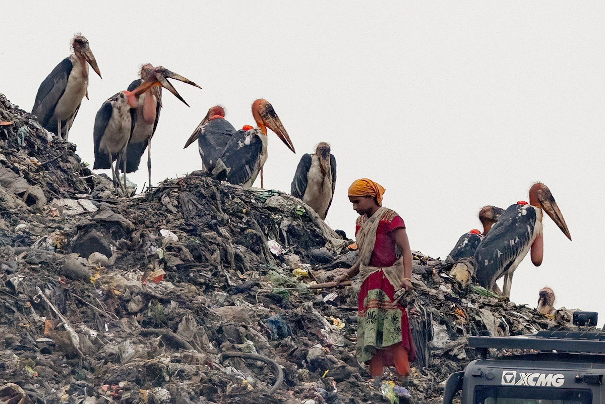 Greater Adjutant - ML638500534