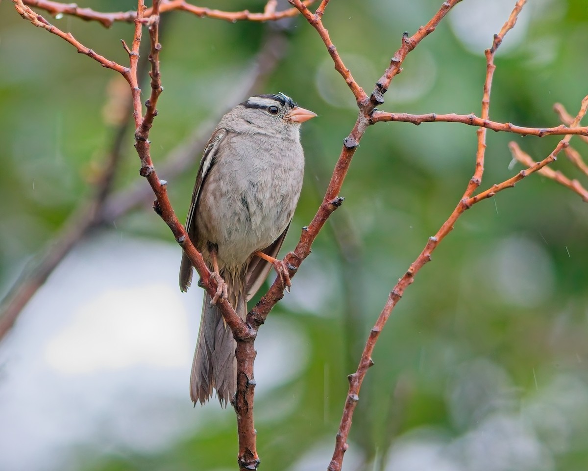 White-crowned Sparrow - ML638500553