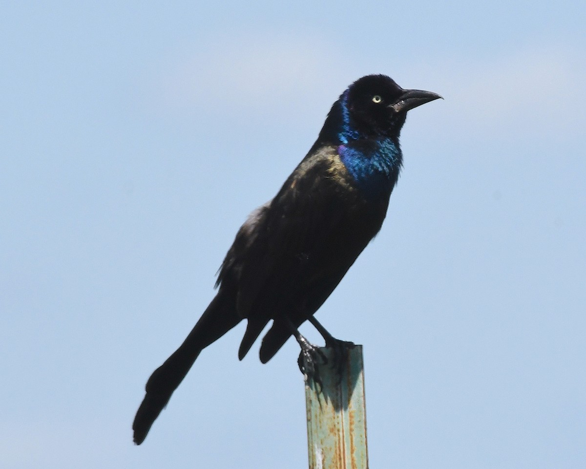 Common Grackle - ML638500558