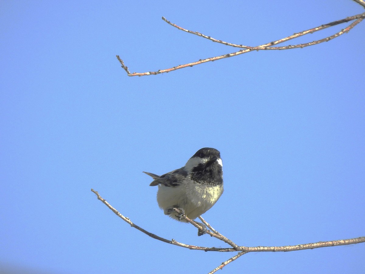 Black-capped Chickadee - ML638500559