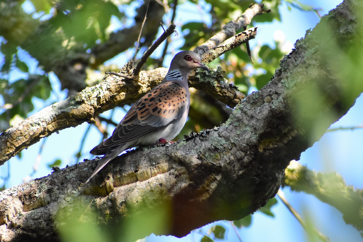 European Turtle-Dove - ML638500587