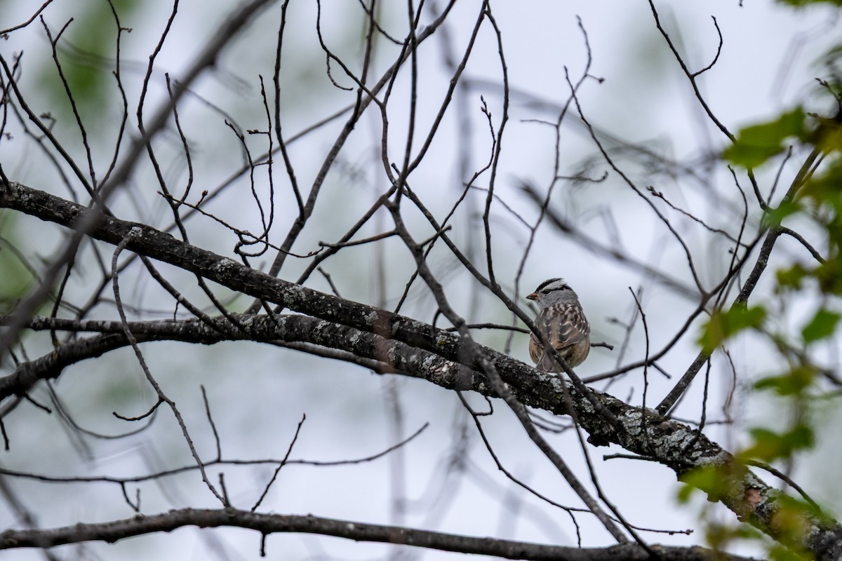 White-crowned Sparrow - ML638500595