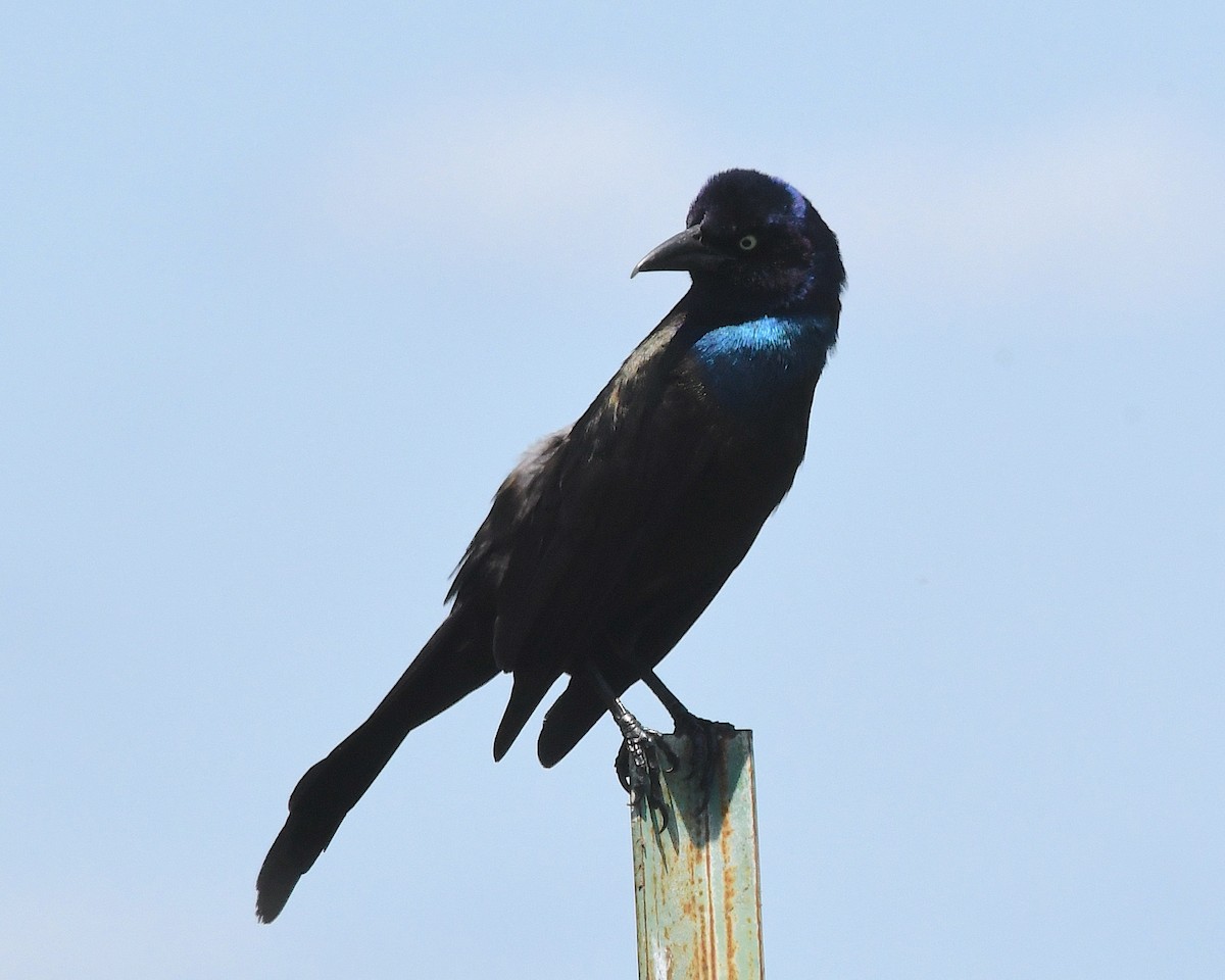 Common Grackle - ML638500602