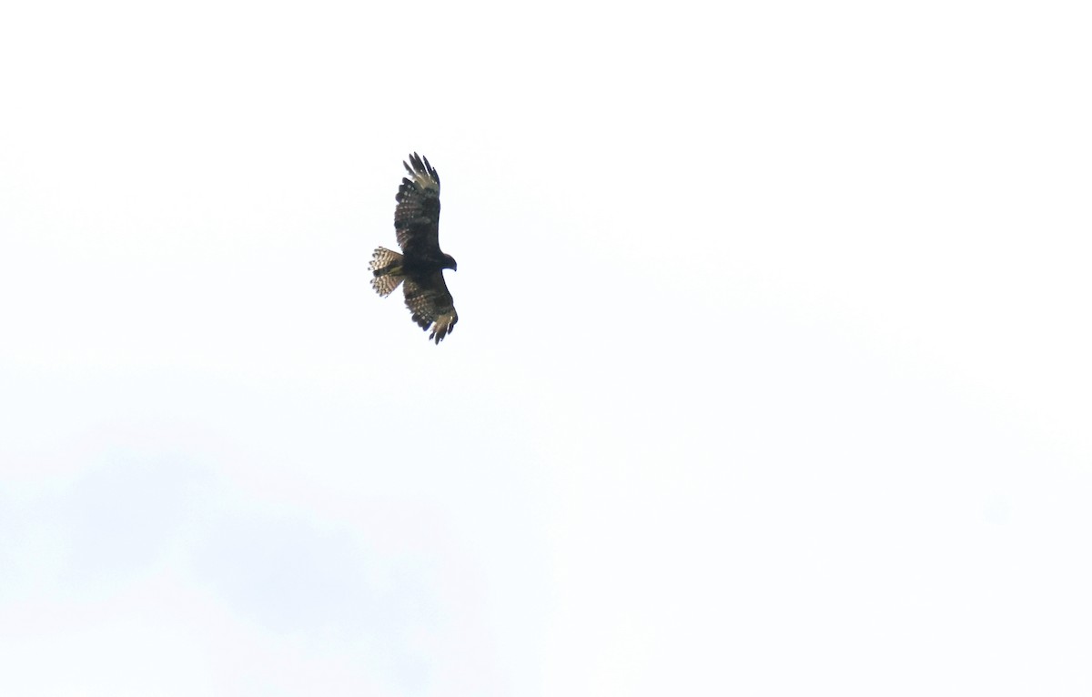Short-tailed Hawk - ML638500608