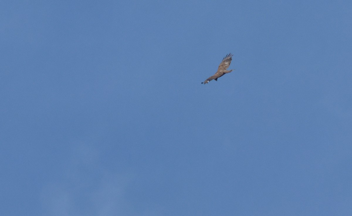 Short-tailed Hawk - ML638500609