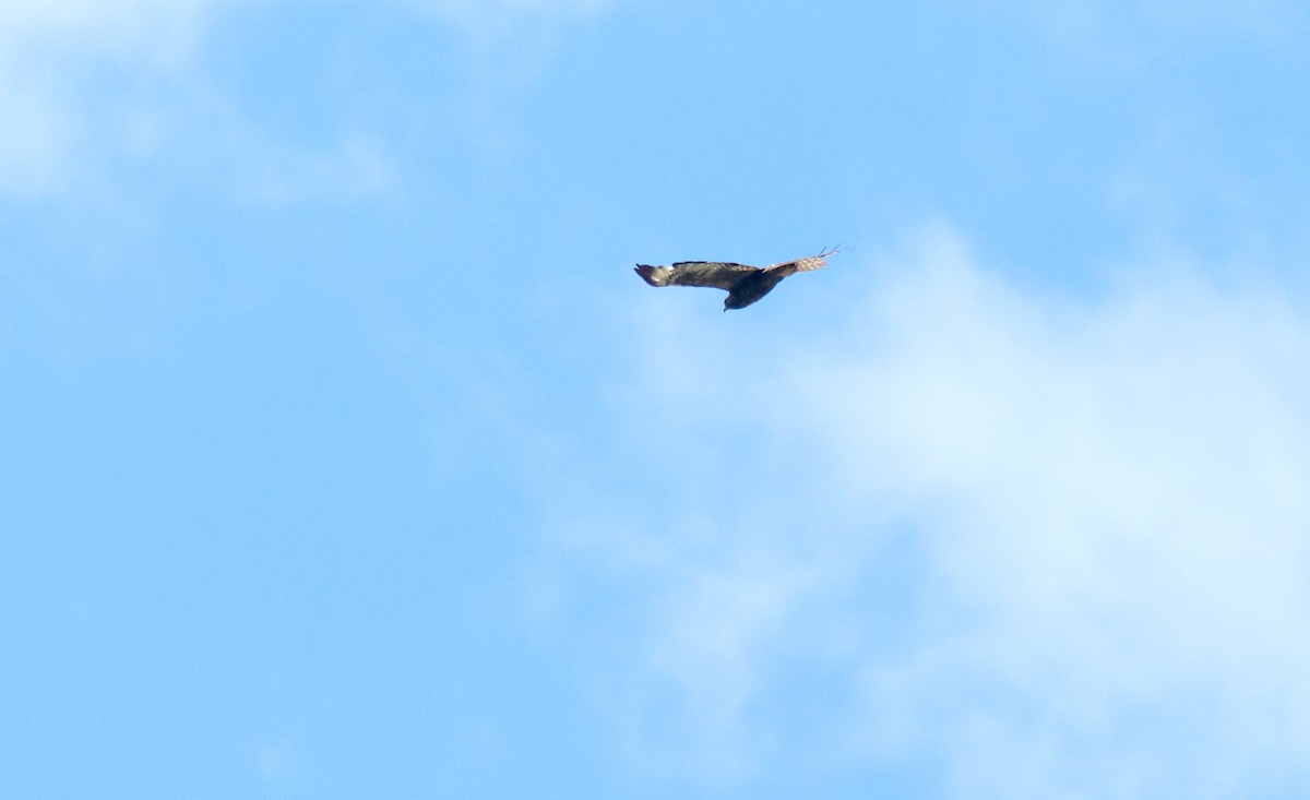Short-tailed Hawk - ML638500611