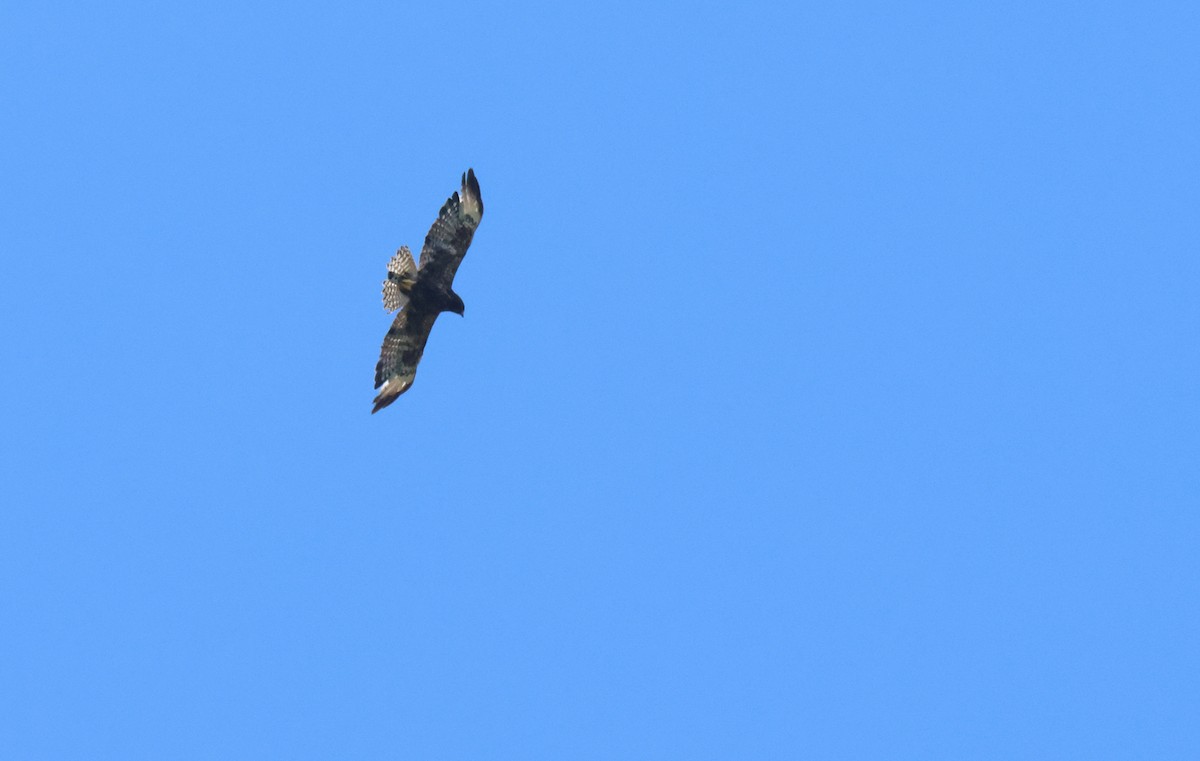 Short-tailed Hawk - ML638500612