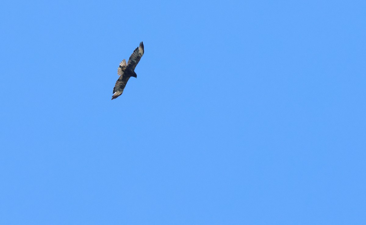 Short-tailed Hawk - ML638500613