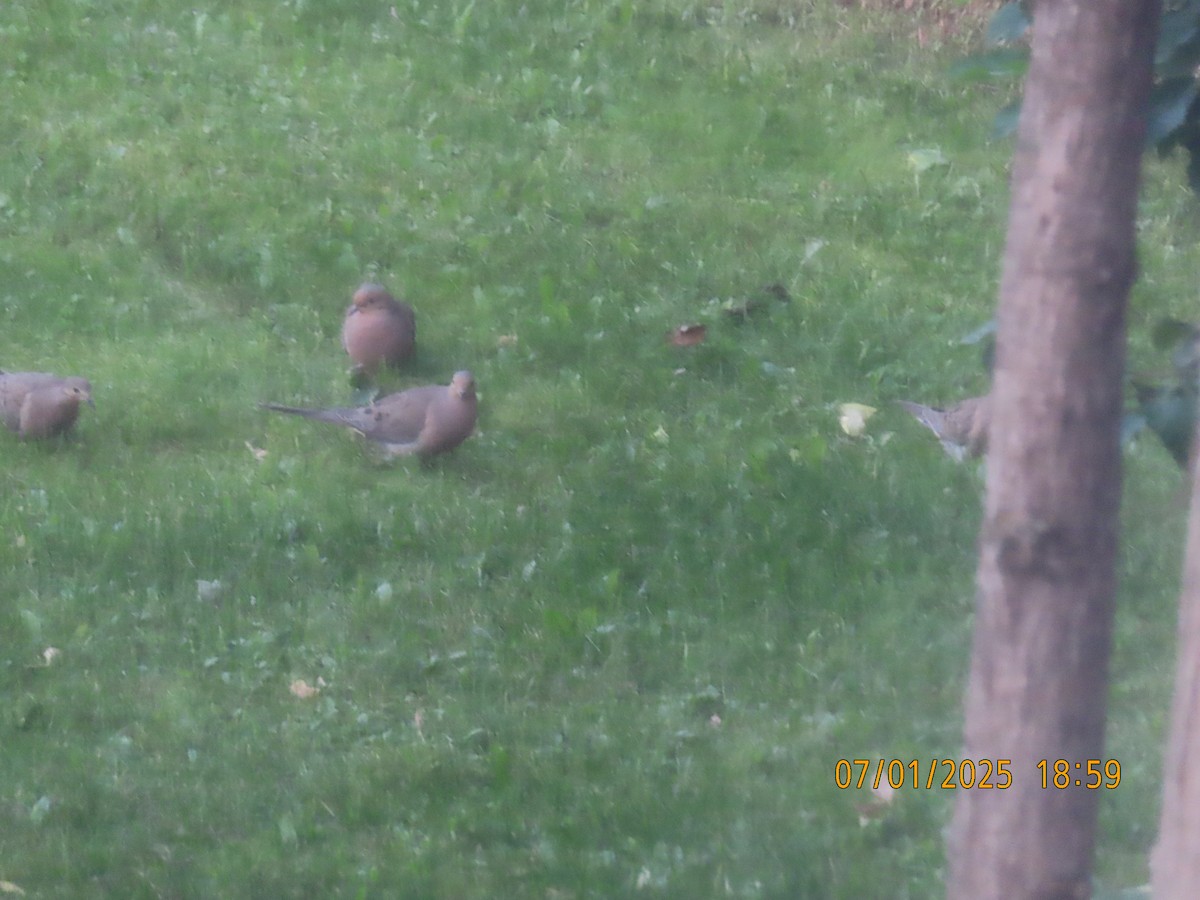 Mourning Dove - ML638500614