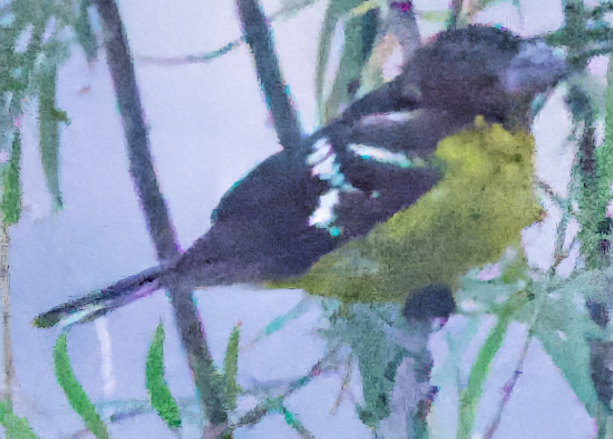 Black-backed Grosbeak - ML638500615
