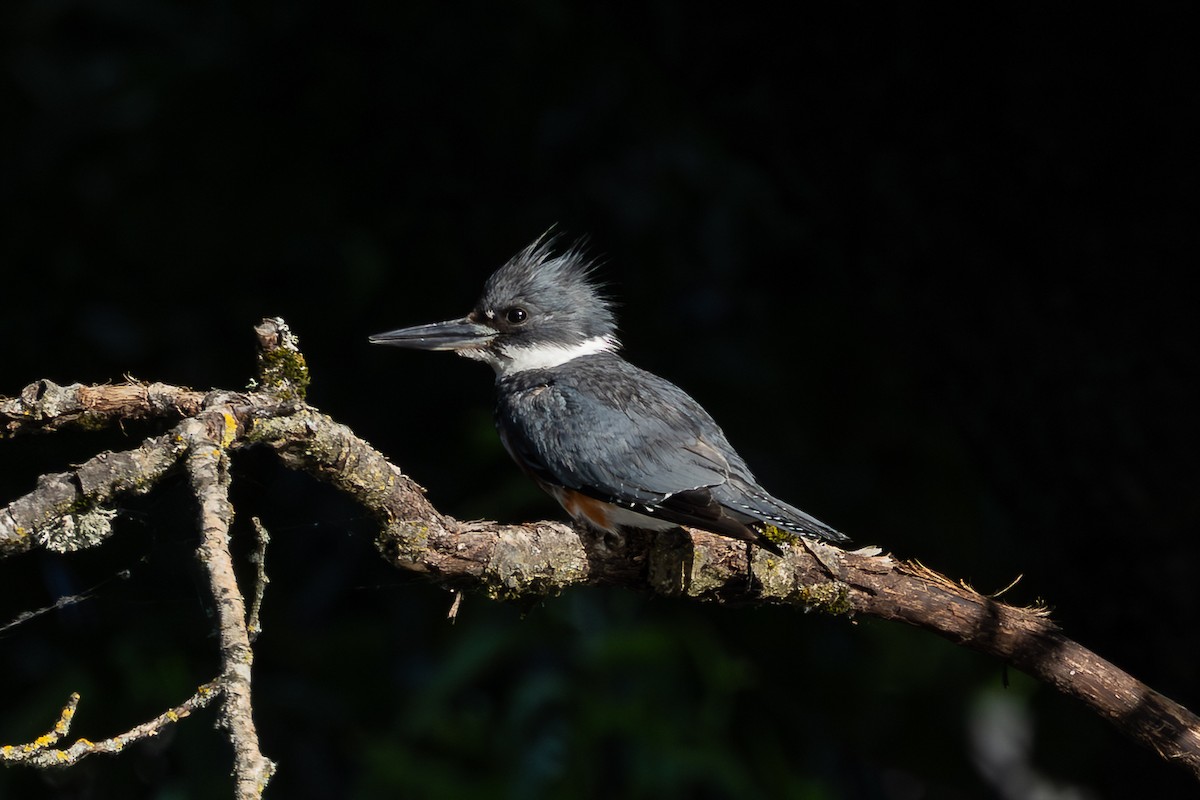 Belted Kingfisher - ML638500630