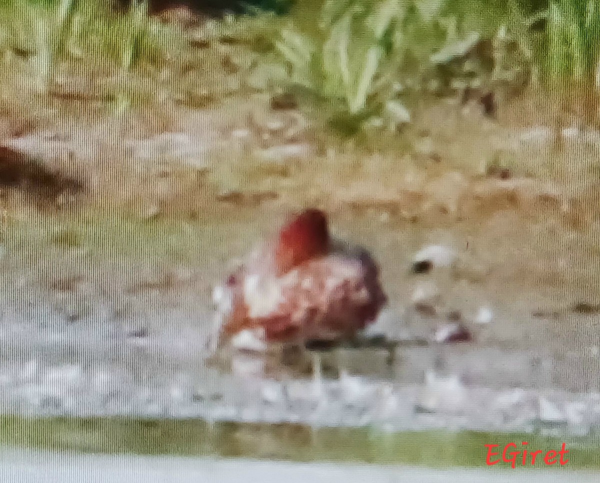 Eurasian Wigeon - ML638500666