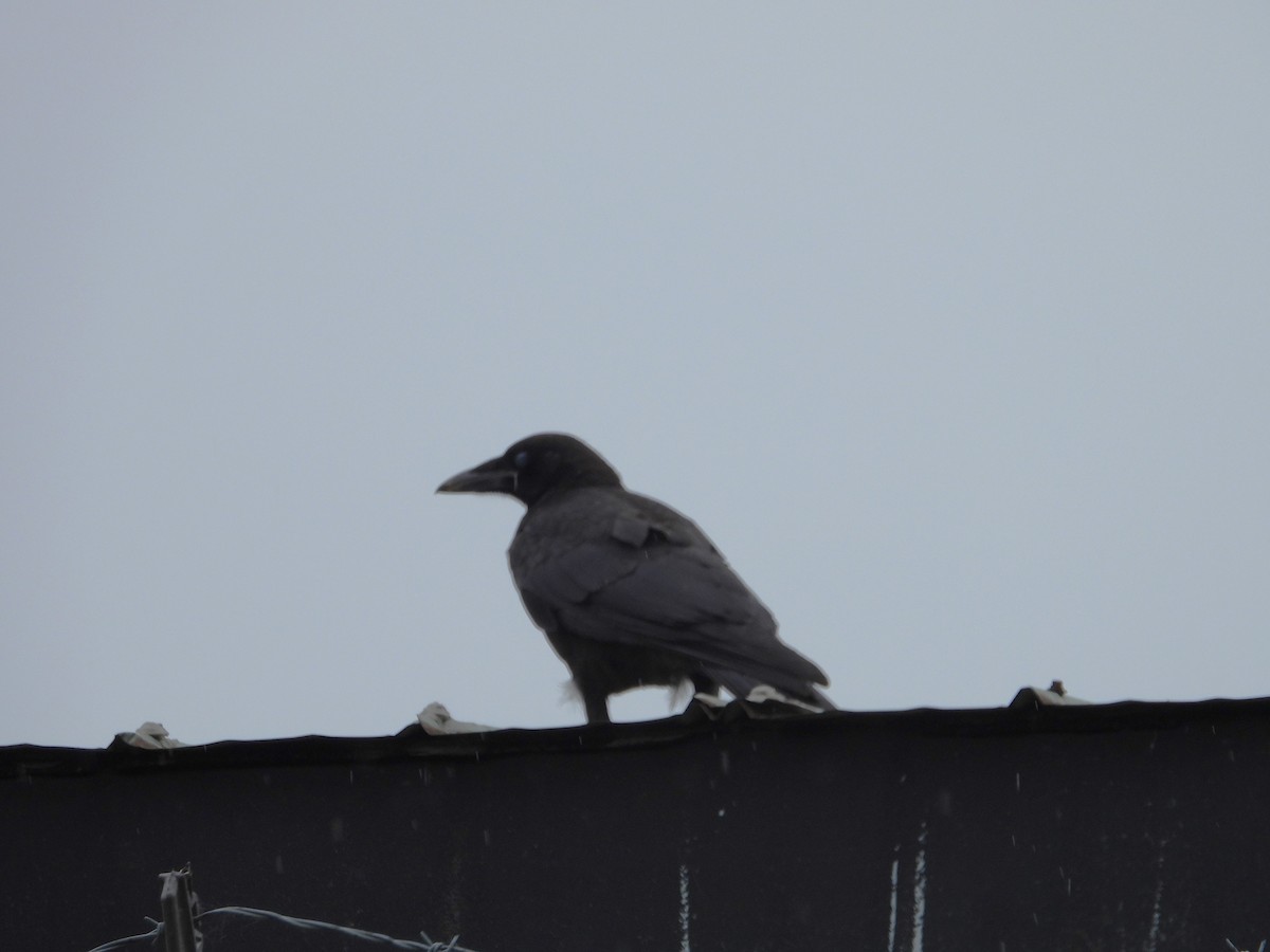 Common Raven - ML638500681