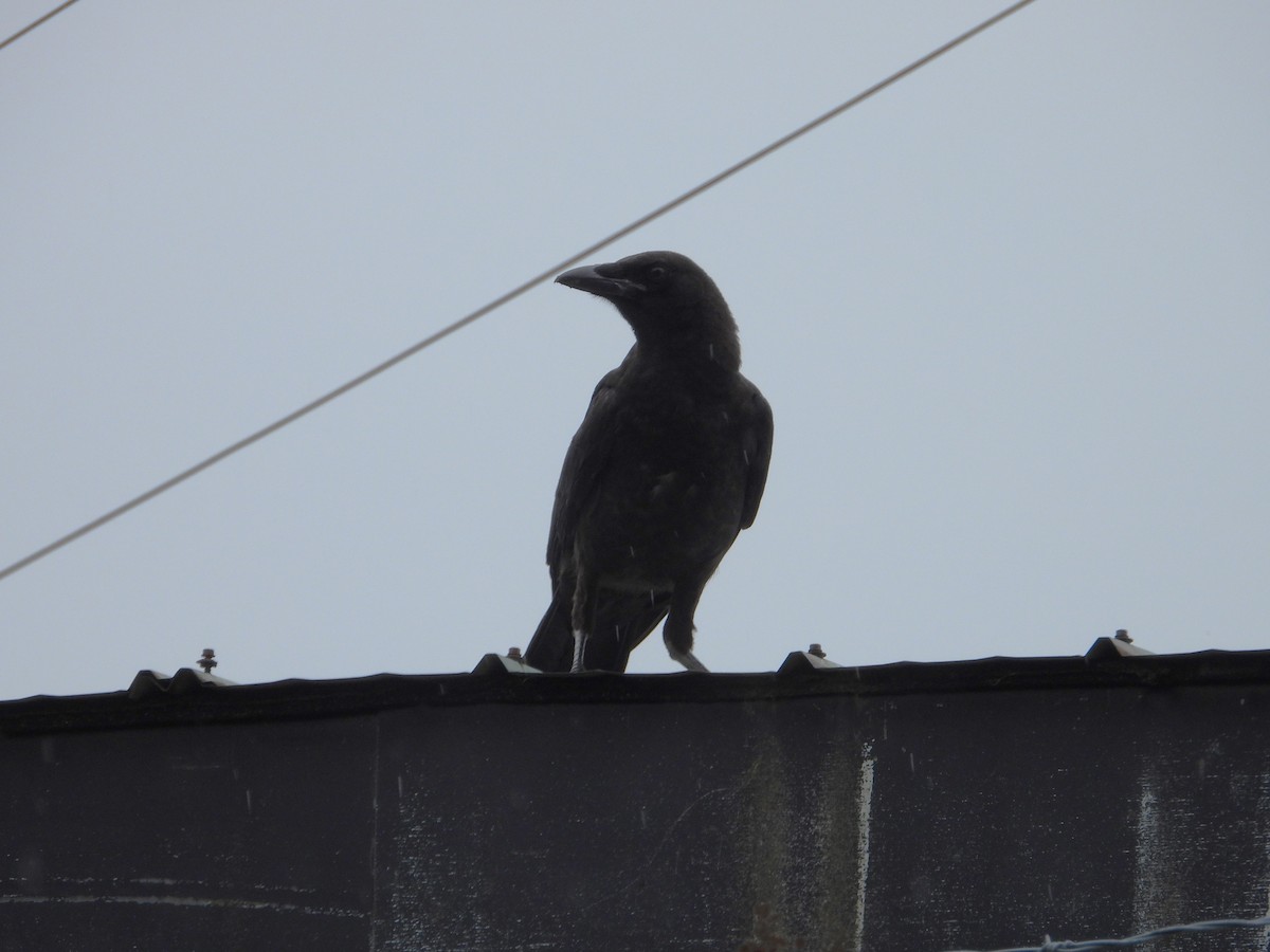 Common Raven - ML638500682