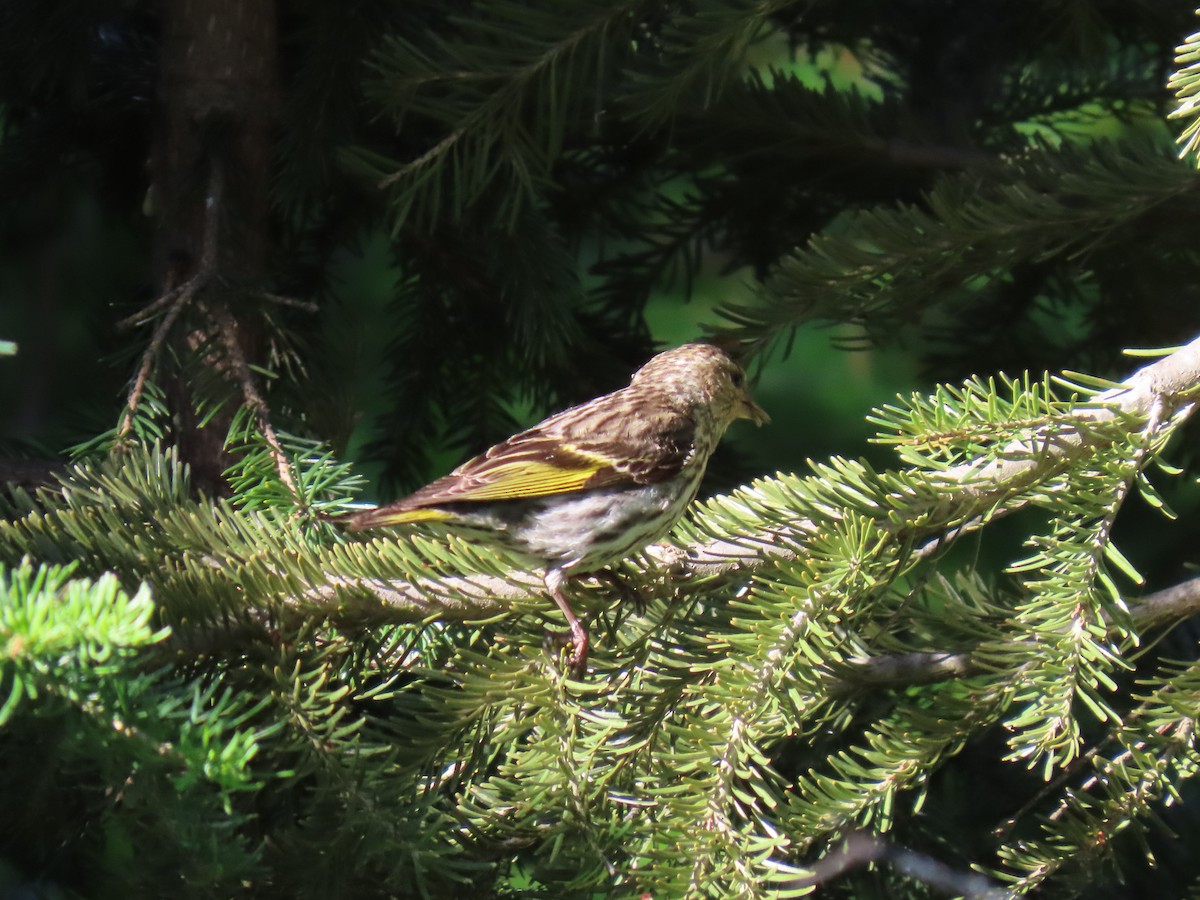 Pine Siskin - ML638500697