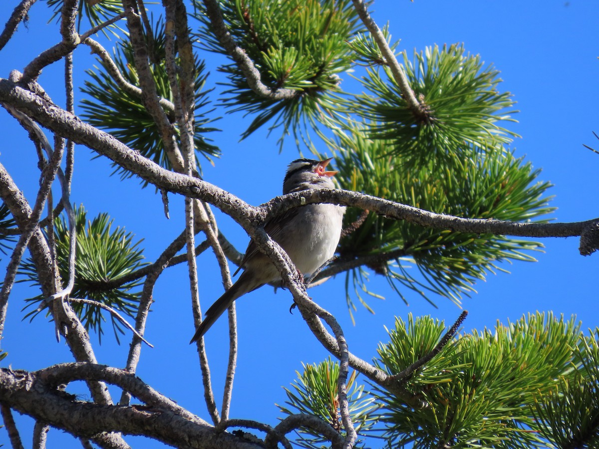 White-crowned Sparrow - ML638500709