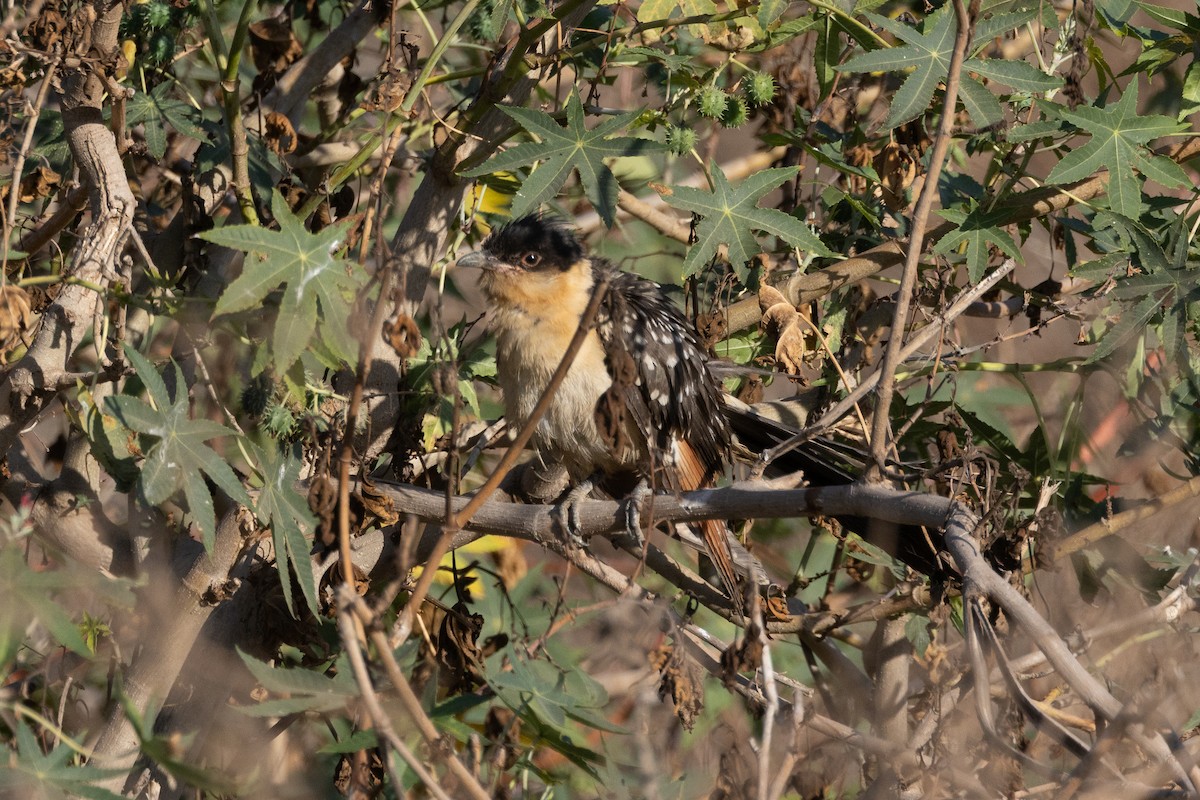 Great Spotted Cuckoo - ML638500730