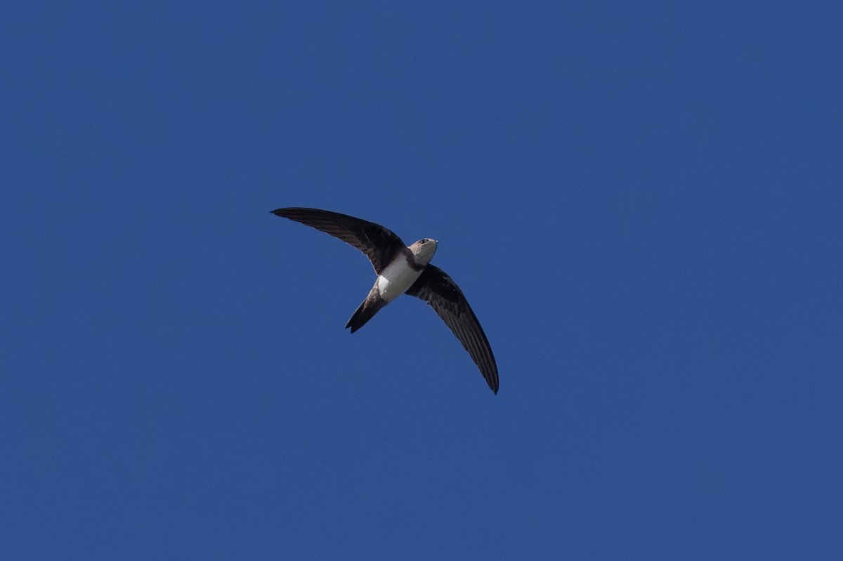 Alpine Swift - ML638500741