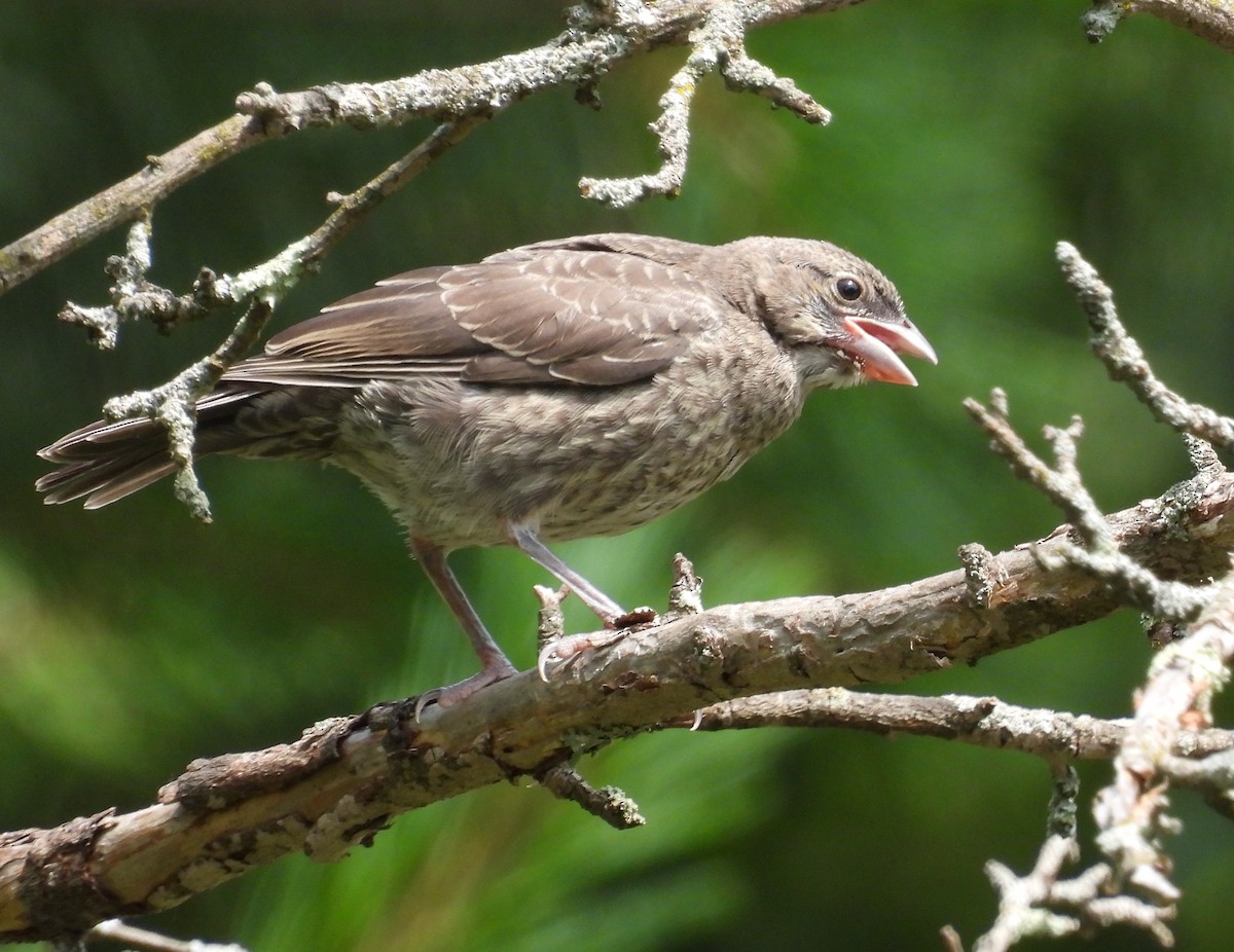 Brown-headed Cowbird - ML638500742