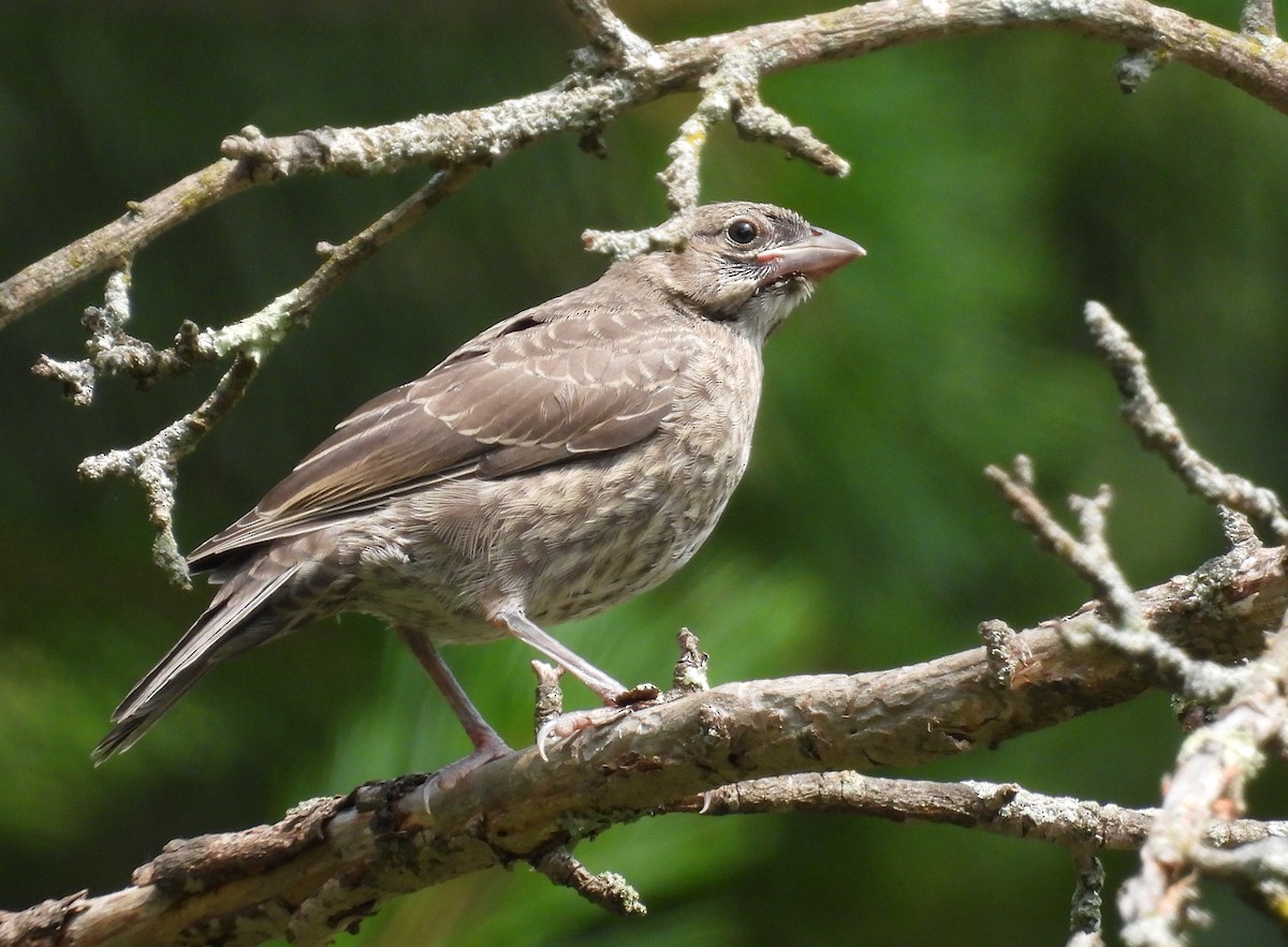 Brown-headed Cowbird - ML638500743