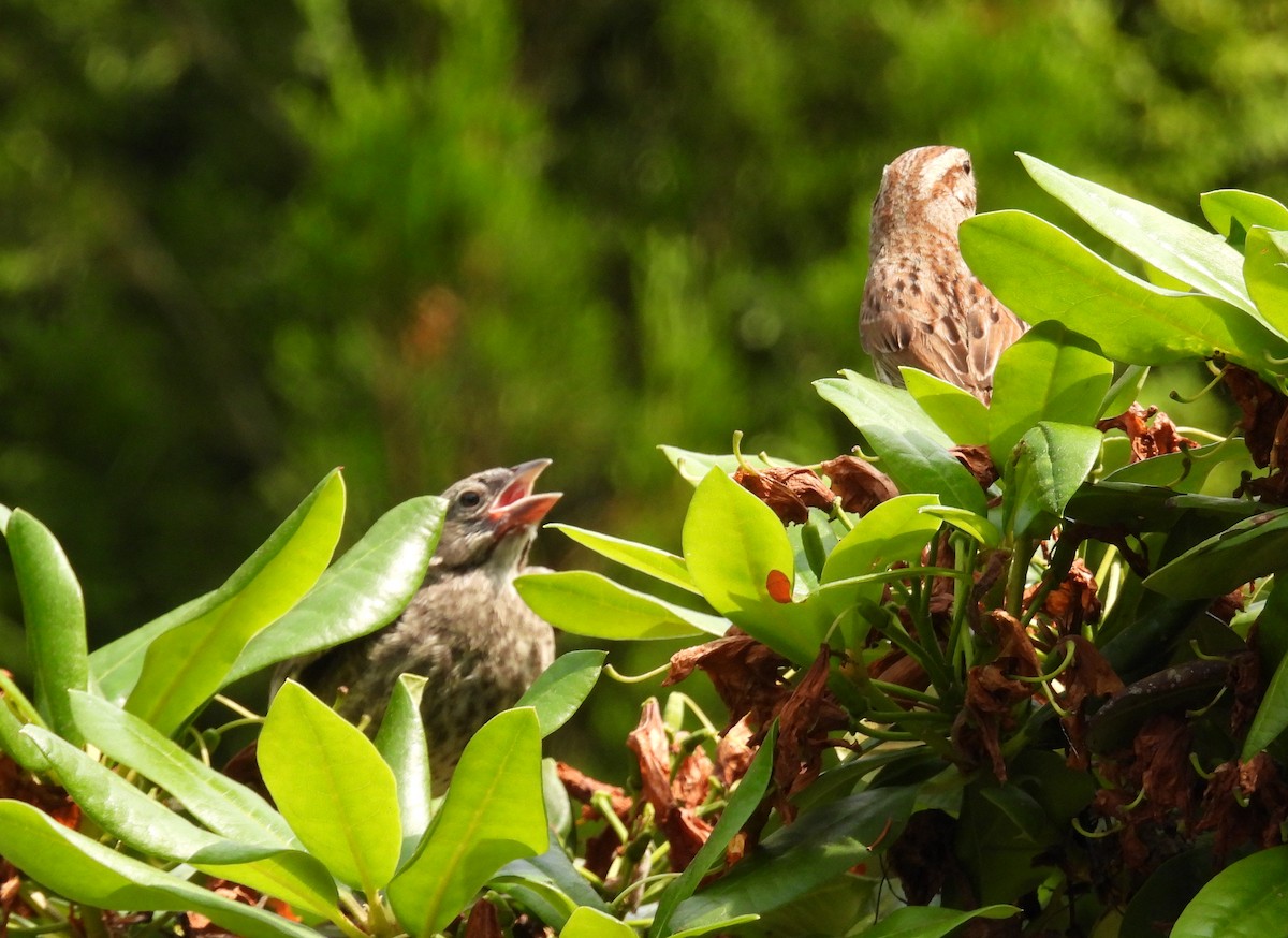 Brown-headed Cowbird - ML638500744