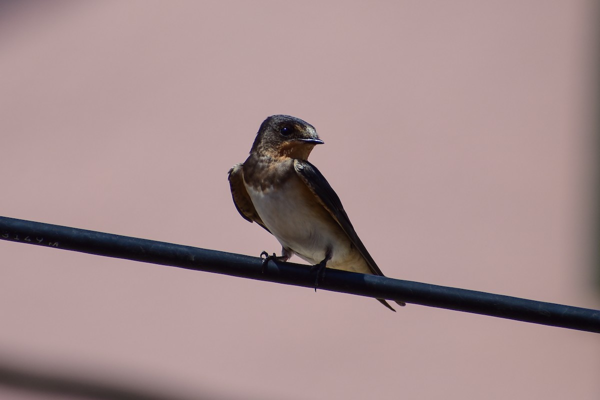 Barn Swallow - ML638500750
