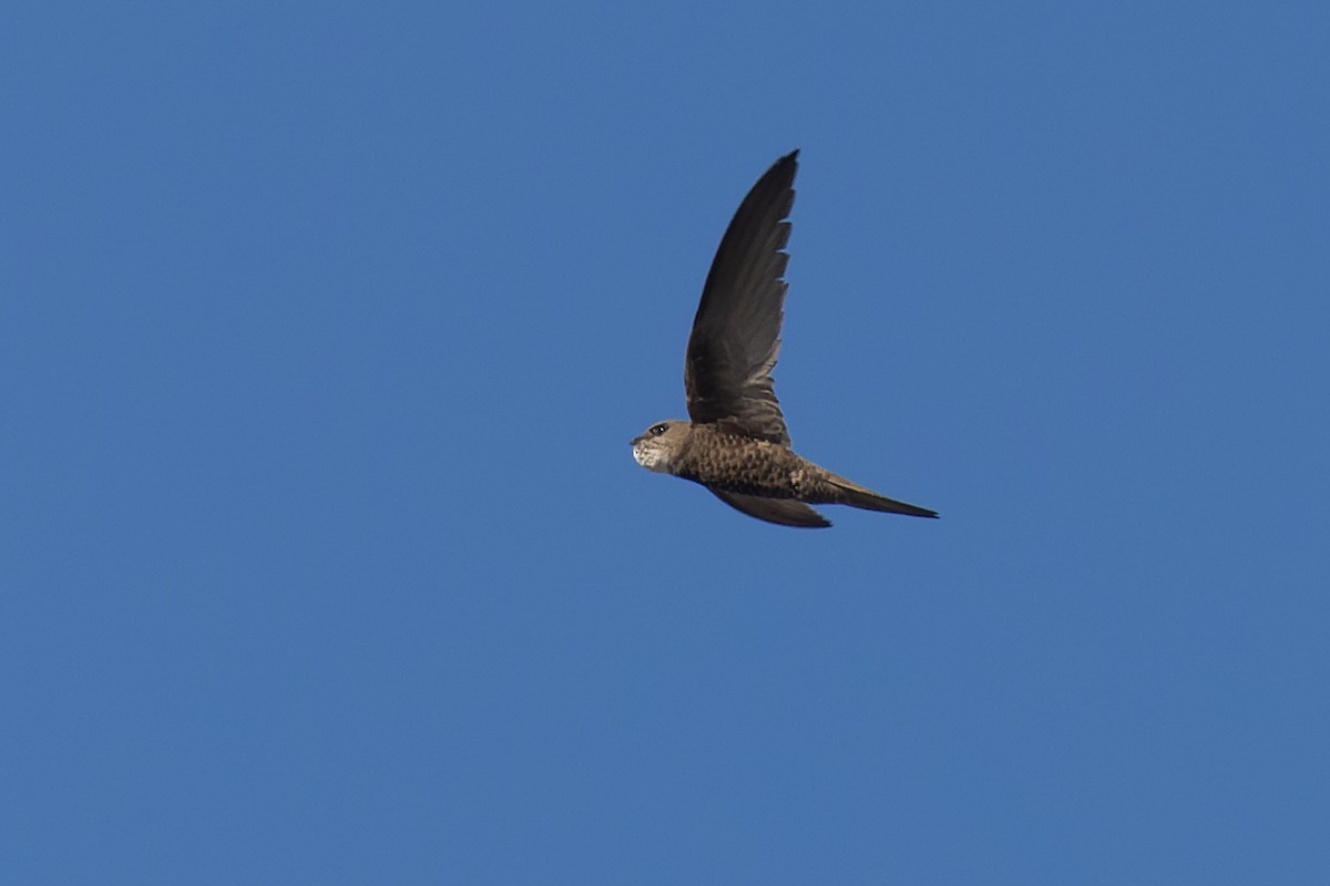 Pallid Swift - ML638500757