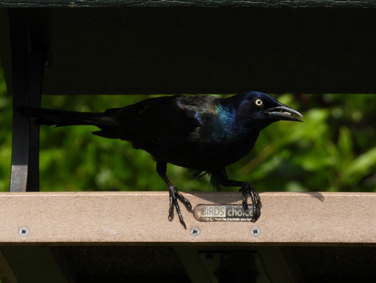 Common Grackle - ML638500762