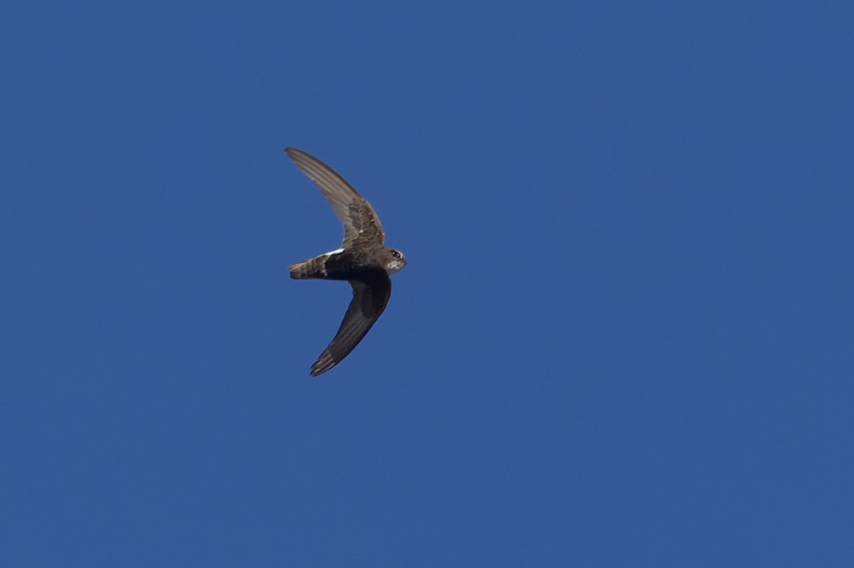 Little Swift - ML638500766