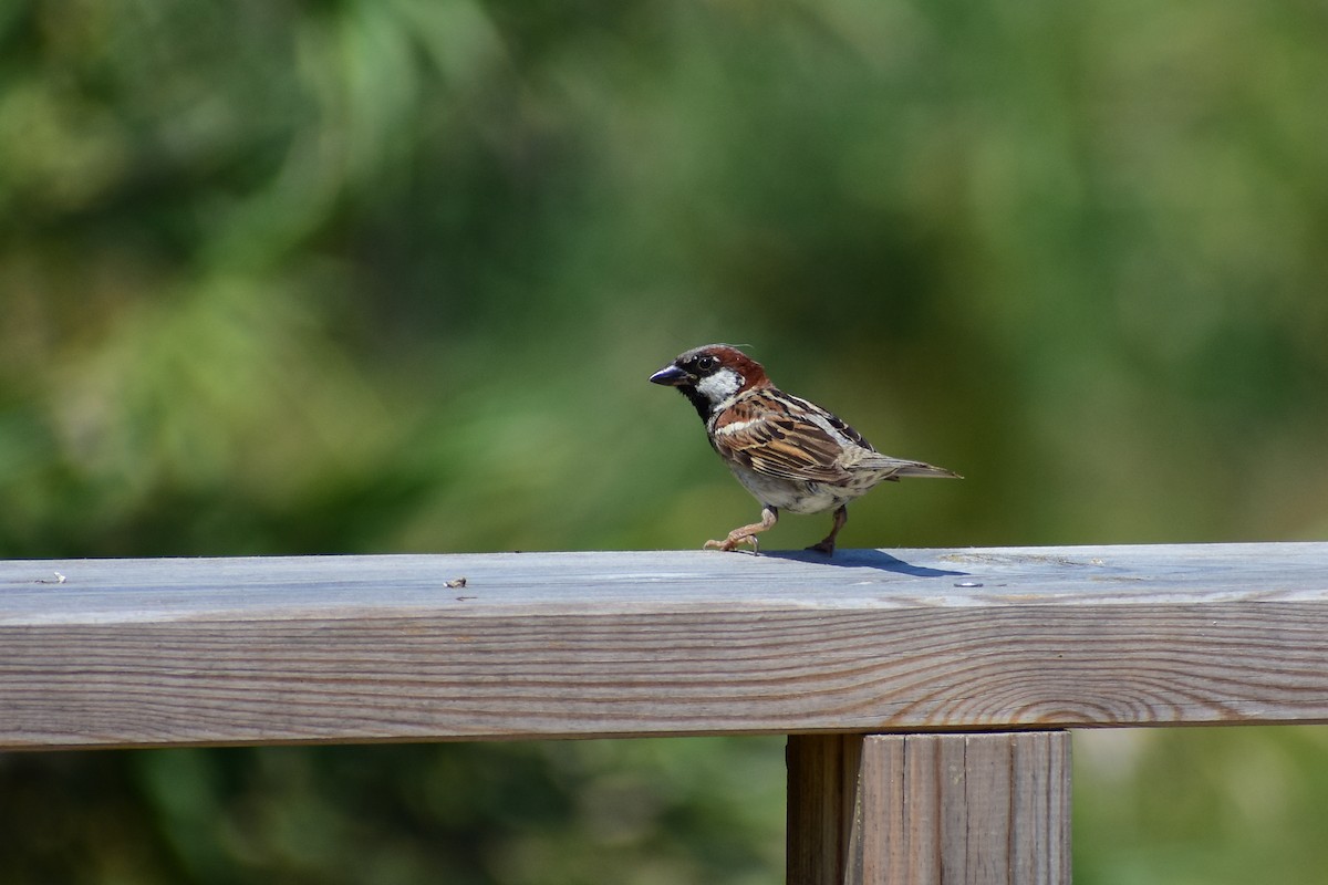 House Sparrow - ML638500784