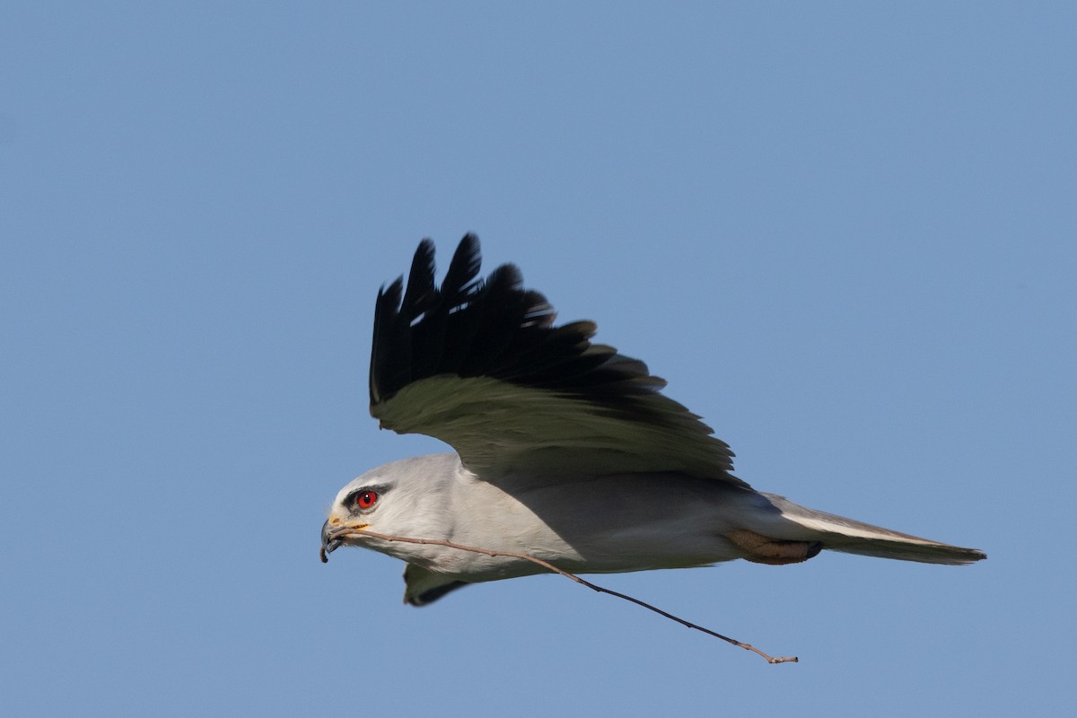Black-winged Kite - ML638500785