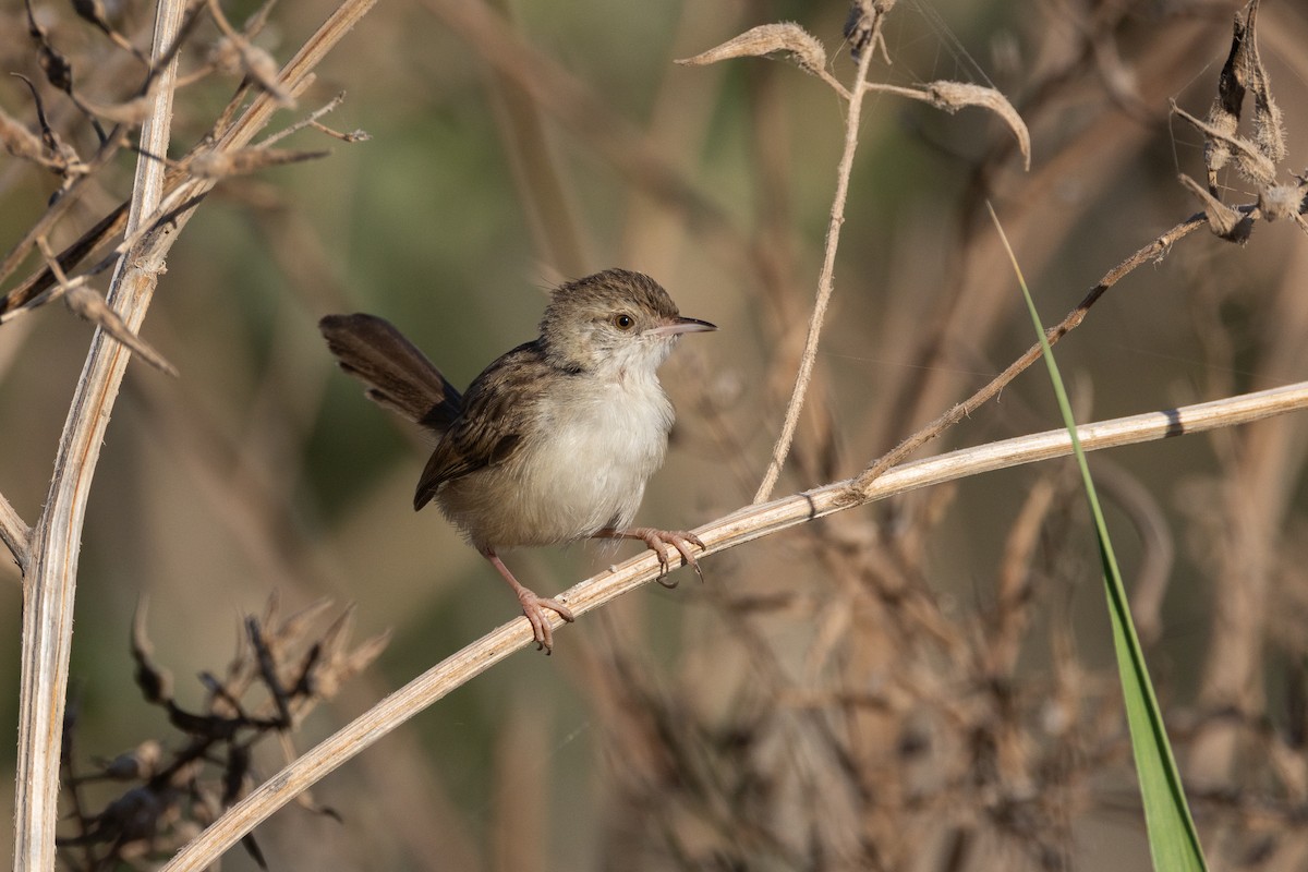 Prinia Grácil - ML638500790
